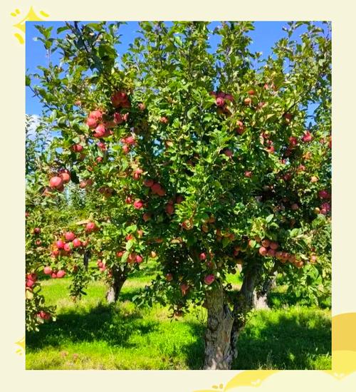 山东红富士苹果盛果期高效施肥技术