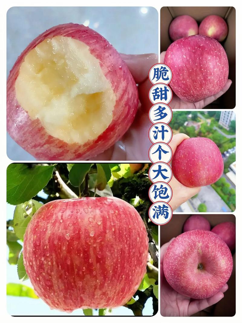 苹果二次膨胀期在几月份