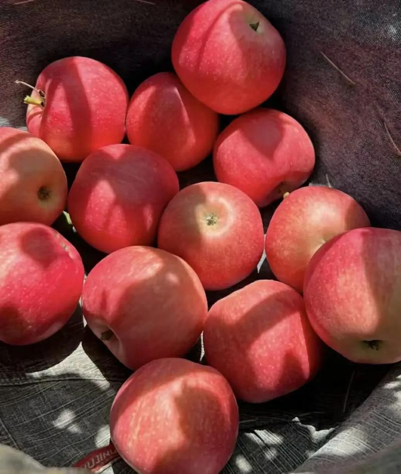 格拉苹果多少钱