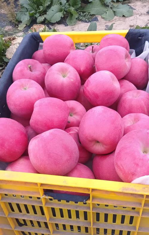 陕西洛川苹果多少钱一斤