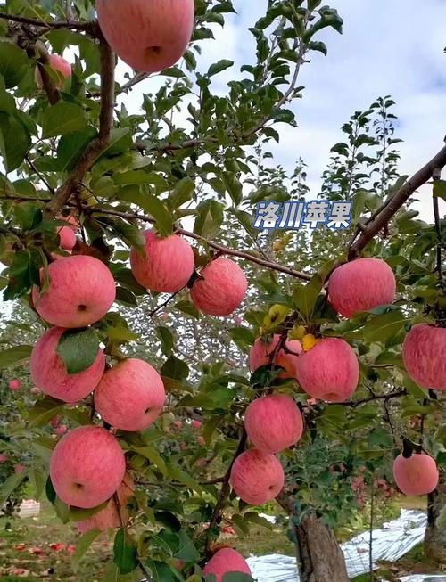 洛川萍果费用走势